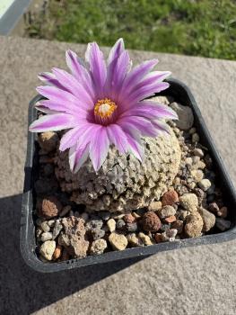 Turbinicarpus valdezianus